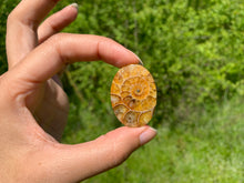 Charger l'image dans la galerie, Ammonite de Madagascar 3