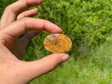 Charger l'image dans la galerie, Ammonite de Madagascar 3