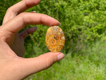 Charger l'image dans la galerie, Ammonite de Madagascar 3