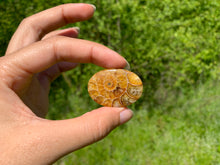 Charger l'image dans la galerie, Ammonite de Madagascar 3