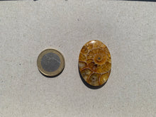 Charger l'image dans la galerie, Ammonite de Madagascar 3