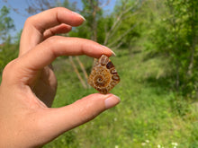 Charger l'image dans la galerie, Ammonite de Madagascar 8