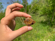 Charger l'image dans la galerie, Ammonite de Madagascar 8