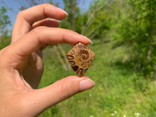 Charger l'image dans la galerie, Ammonite de Madagascar 8