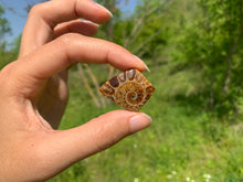 Charger l'image dans la galerie, Ammonite de Madagascar 8
