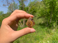 Charger l'image dans la galerie, Ammonite de Madagascar 8