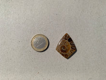 Charger l'image dans la galerie, Ammonite de Madagascar 8