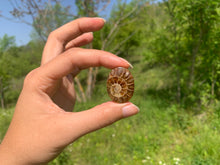 Charger l'image dans la galerie, Ammonite de Madagascar 9