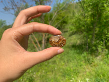 Charger l'image dans la galerie, Ammonite de Madagascar 9