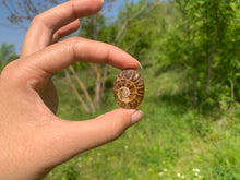 Charger l'image dans la galerie, Ammonite de Madagascar 9
