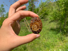 Charger l'image dans la galerie, Ammonite de Madagascar 12