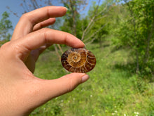 Charger l'image dans la galerie, Ammonite de Madagascar 12