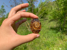 Charger l'image dans la galerie, Ammonite de Madagascar 12