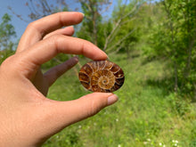 Charger l'image dans la galerie, Ammonite de Madagascar 12
