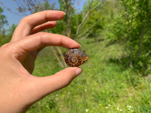 Charger l'image dans la galerie, Ammonite de Madagascar 13