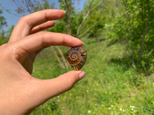 Charger l'image dans la galerie, Ammonite de Madagascar 13