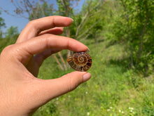 Charger l'image dans la galerie, Ammonite de Madagascar 13