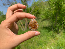 Charger l'image dans la galerie, Ammonite de Madagascar 14