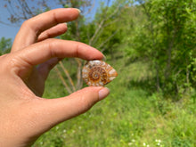 Charger l'image dans la galerie, Ammonite de Madagascar 14