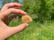 Charger l'image dans la galerie, Ammonite de Madagascar 16