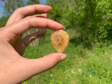 Charger l'image dans la galerie, Ammonite de Madagascar 16