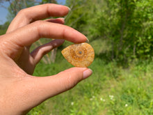 Charger l'image dans la galerie, Ammonite de Madagascar 16