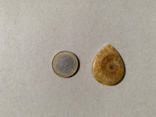 Charger l'image dans la galerie, Ammonite de Madagascar 16