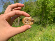 Charger l'image dans la galerie, Ammonite de Madagascar 17