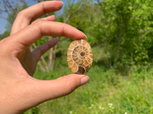 Charger l'image dans la galerie, Ammonite de Madagascar 17