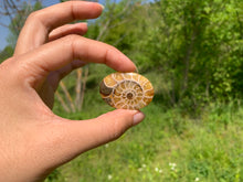 Charger l'image dans la galerie, Ammonite de Madagascar 17