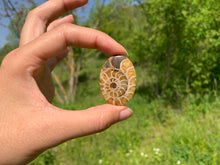 Charger l'image dans la galerie, Ammonite de Madagascar 17