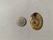 Charger l'image dans la galerie, Ammonite de Madagascar 17