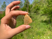 Charger l'image dans la galerie, Ammonite de Madagascar 19