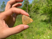 Charger l'image dans la galerie, Ammonite de Madagascar 19