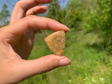 Charger l'image dans la galerie, Ammonite de Madagascar 19