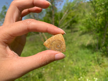 Charger l'image dans la galerie, Ammonite de Madagascar 19