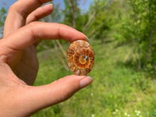 Charger l'image dans la galerie, Ammonite de Madagascar 21