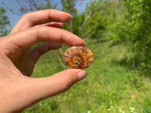 Charger l'image dans la galerie, Ammonite de Madagascar 21