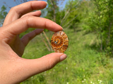 Charger l'image dans la galerie, Ammonite de Madagascar 21