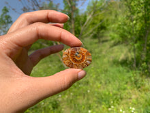 Charger l'image dans la galerie, Ammonite de Madagascar 21