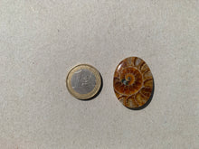 Charger l'image dans la galerie, Ammonite de Madagascar 21