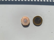 Charger l'image dans la galerie, Quartz solaire brut 3