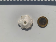 Charger l'image dans la galerie, Quartz solaire brut 4