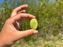 Charger l'image dans la galerie, Opale Commune Verte 10