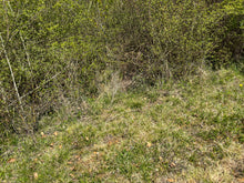 Charger l'image dans la galerie, Jade Néphrite 12