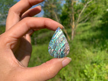 Charger l'image dans la galerie, VENDU Abalone 52