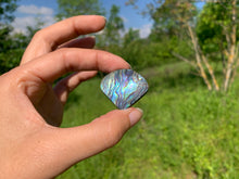 Charger l'image dans la galerie, Abalone 53