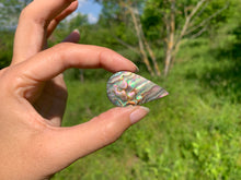 Charger l'image dans la galerie, VENDU Abalone 54