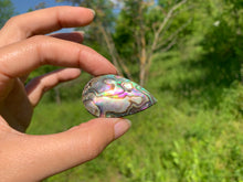 Charger l'image dans la galerie, Abalone 55