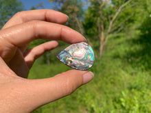 Charger l'image dans la galerie, Abalone 56